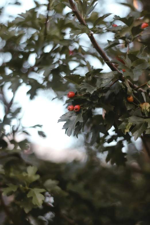 a red berry growing on the tree nch