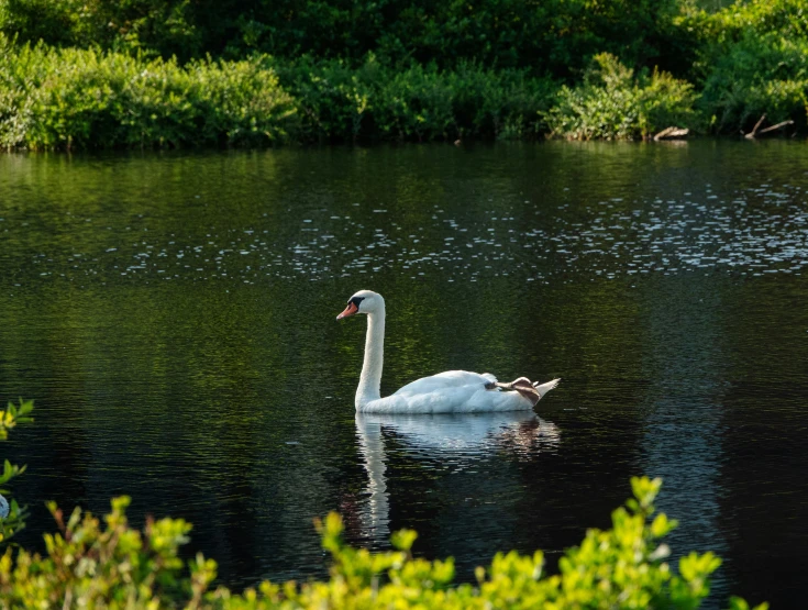 a swan swims in the water while eating