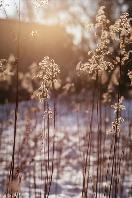 some very pretty plants near some water and a snow