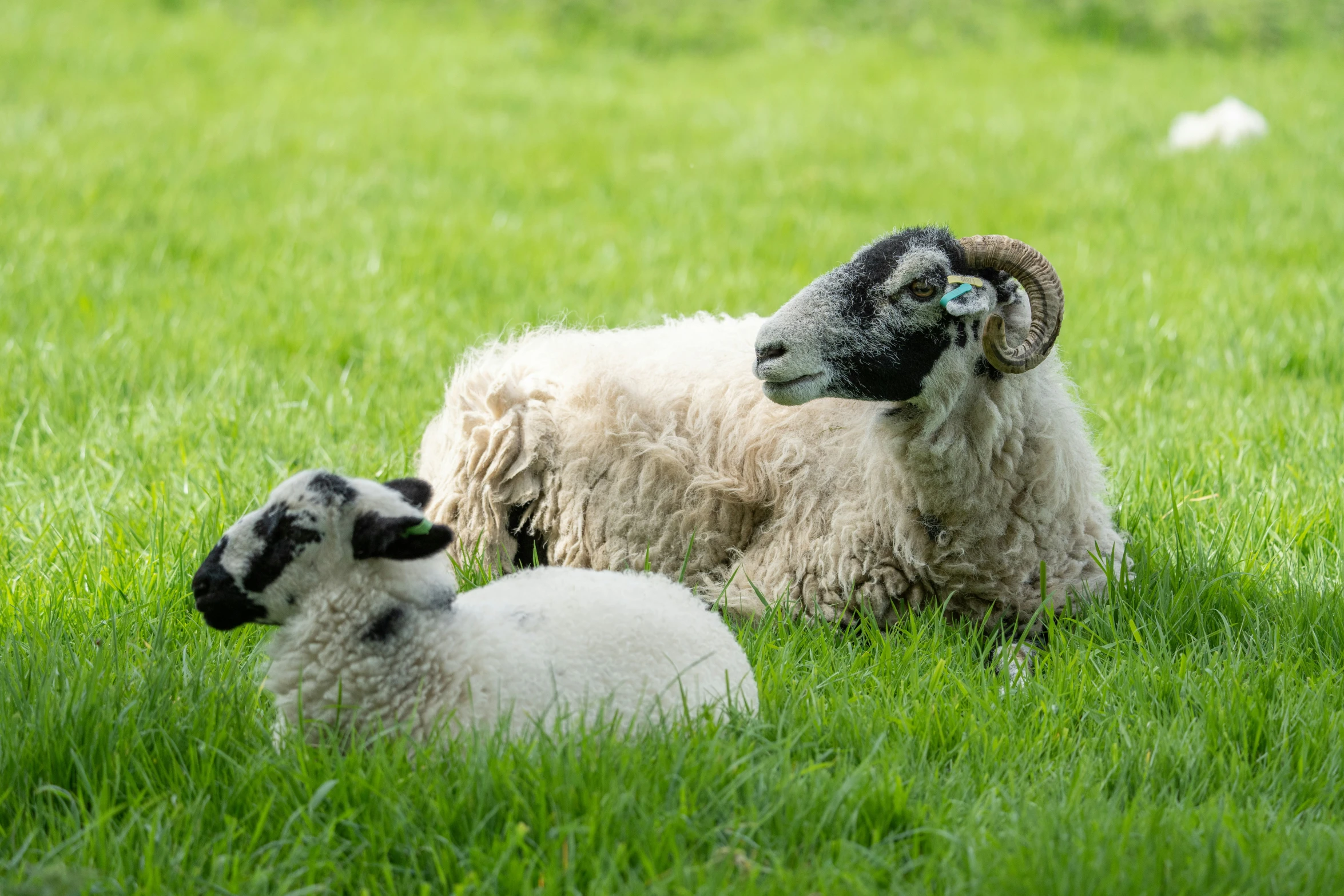 two white sheep in green grass with trees in the background