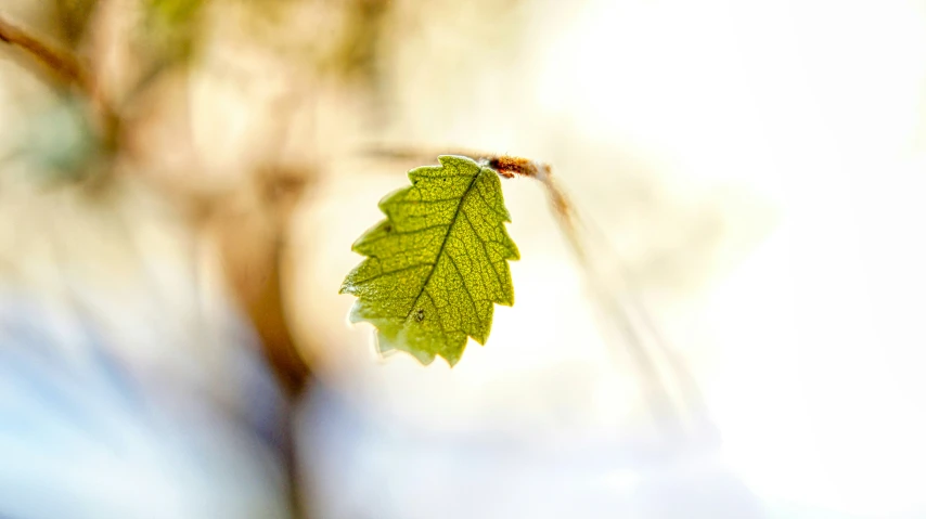 a leaf hangs on a tree nch in the cold weather