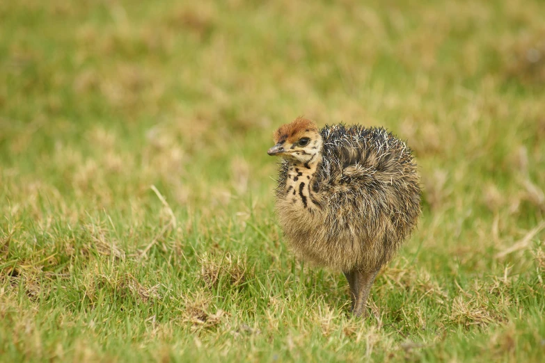 a small bird with black spots in grass