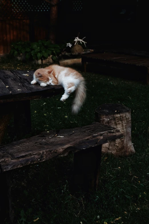 a brown and white cat is asleep on top of the table