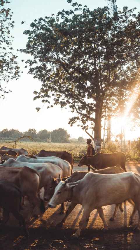 a herd of cattle walking across a dirt road