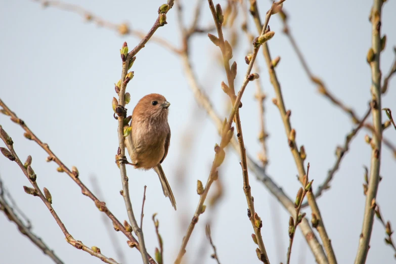 a small bird perches on the nches of a tree