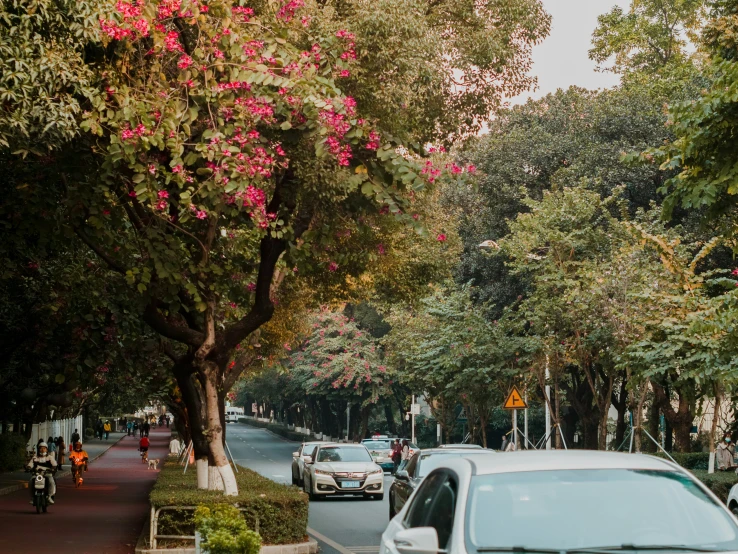 cars parked on side walk with large trees lining the street