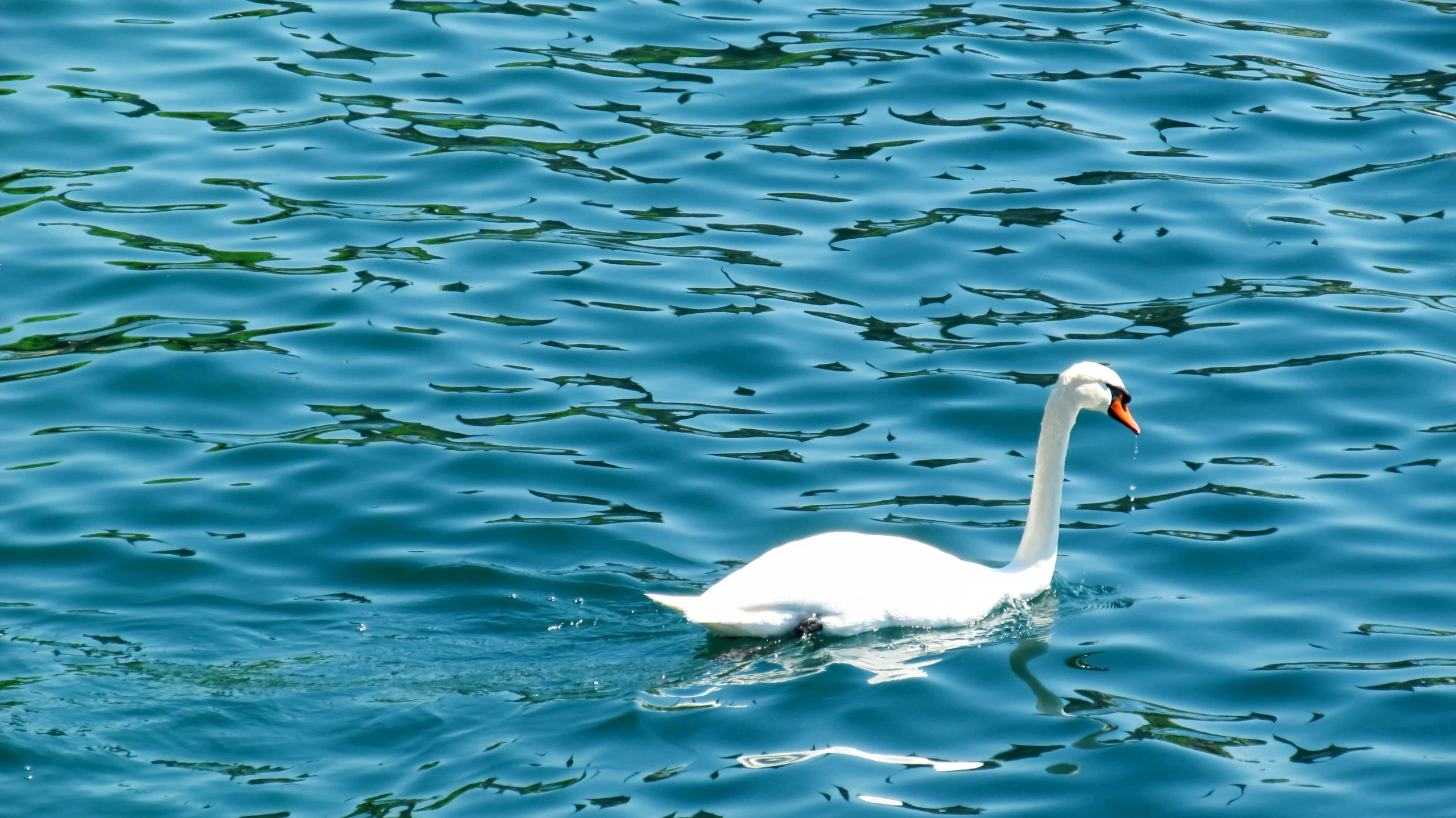 a swan that is floating on some water