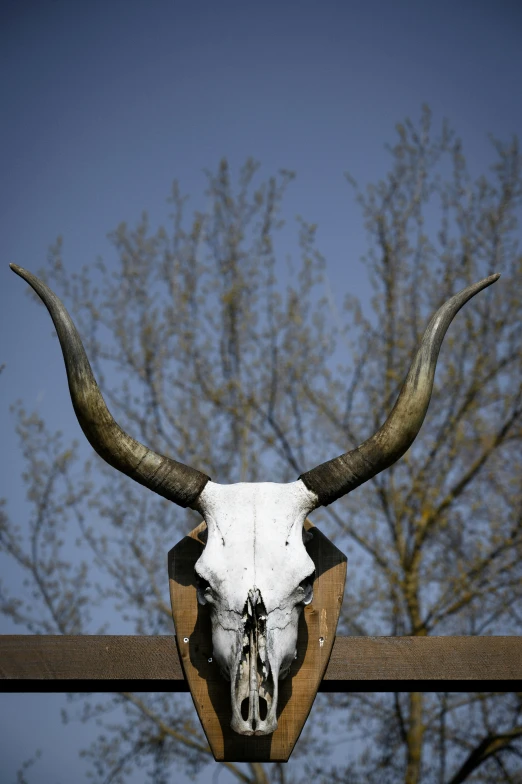 a large steer's skull hanging on a wooden fence