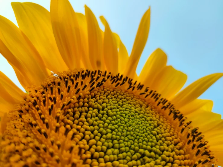 this sunflower is the centerpiece to a clear blue sky