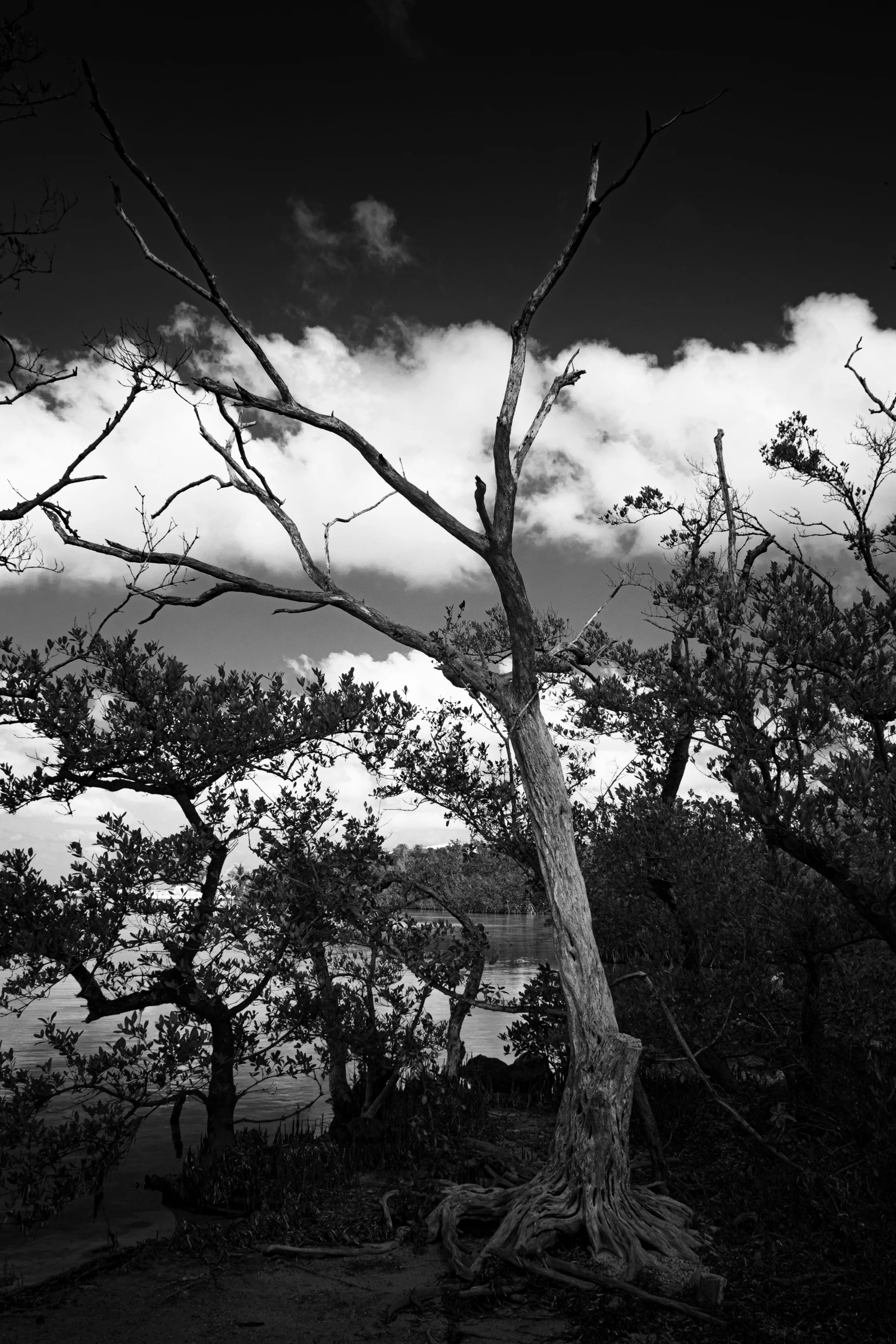 an image of trees that are in black and white