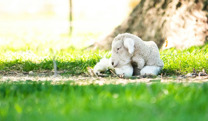 a white teddy bear is sitting in the grass