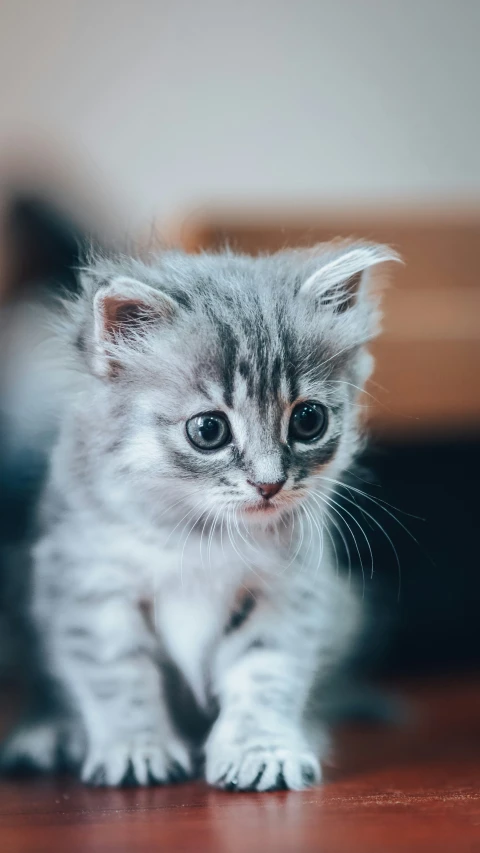 a small white and gray kitten sitting on top of a wooden floor