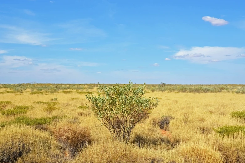 an elephant is walking on dry grass in the savannah