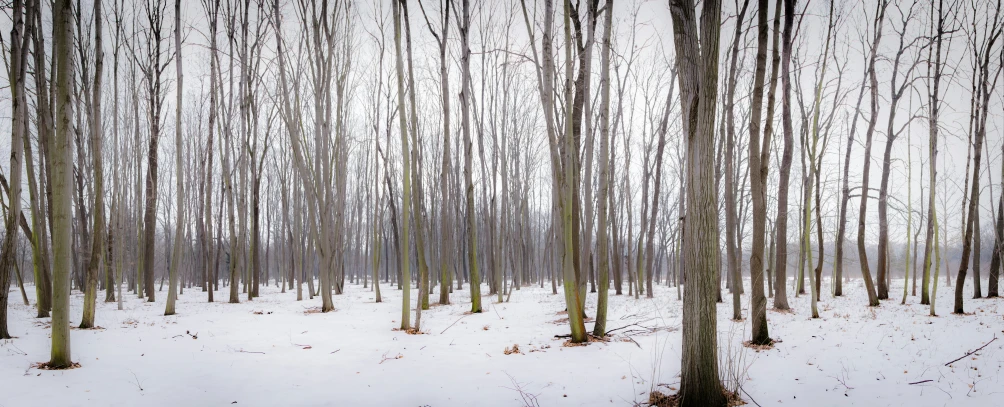 a grove of trees is in the snow