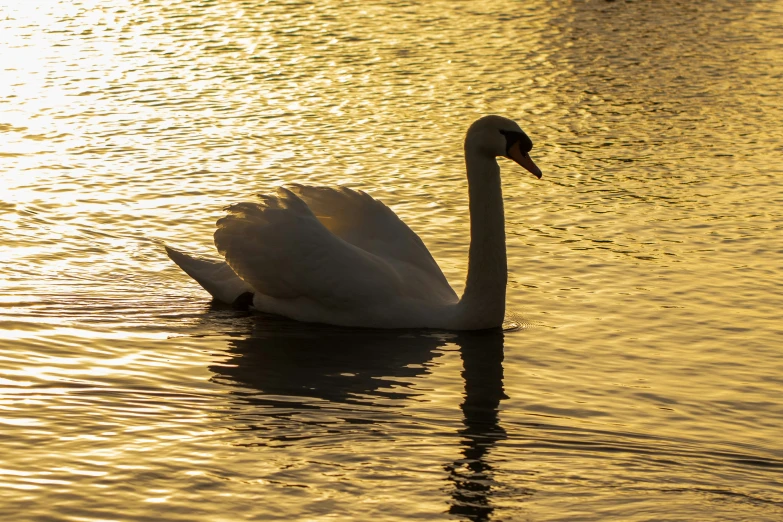 a swan floating on the water at sunset