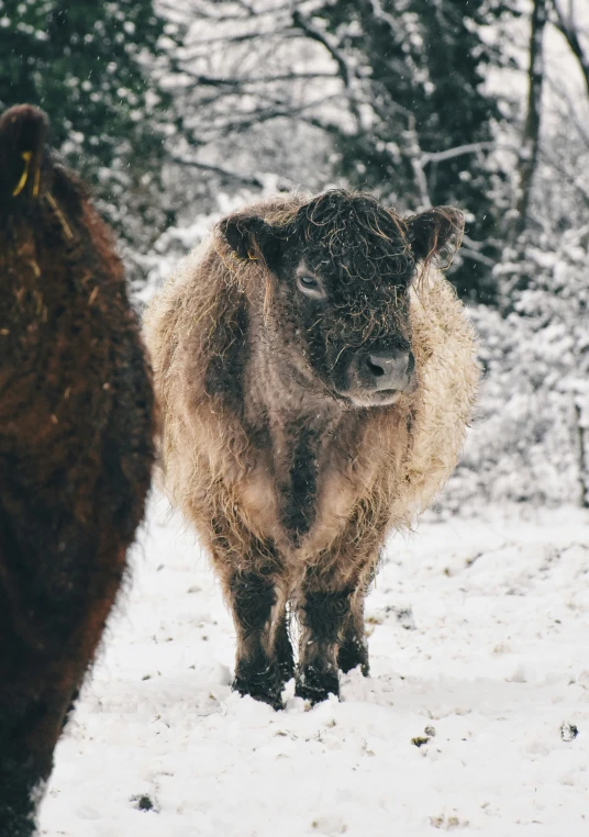 two furry animals standing on a snowy field