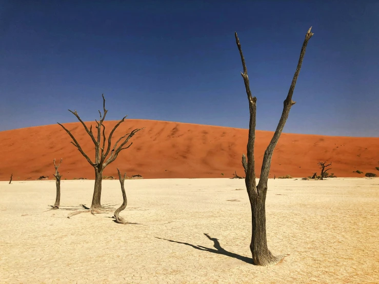 a small tree with no leaves in a desert