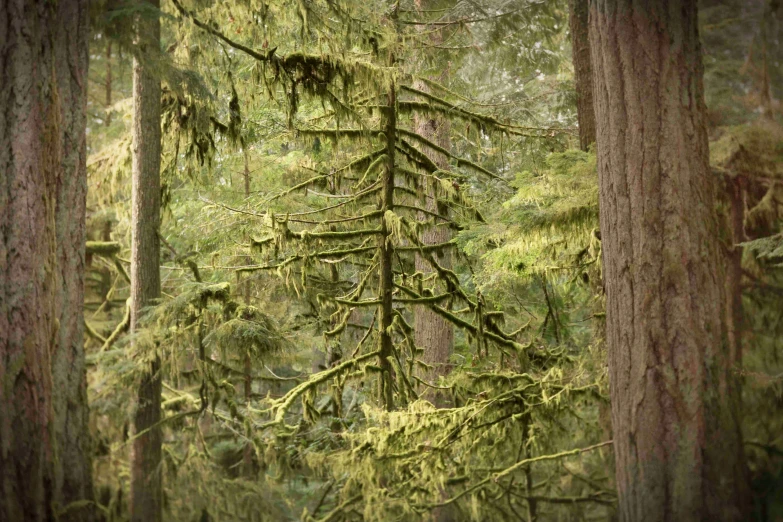 a dense and colorful tree filled forest