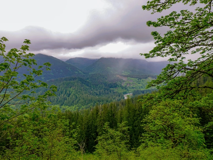 a view out on the slopes of an area of green with trees in the foreground