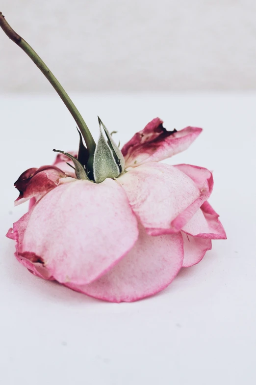 a pink flower is standing out from the white background