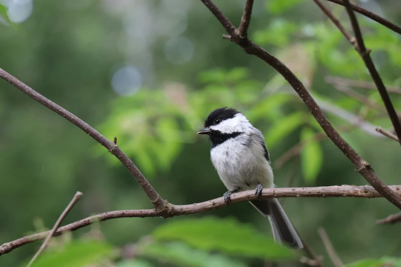 a bird is perched on a thin thin nch