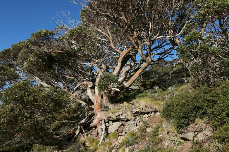 a large tree with green leaves is next to a rocky hillside