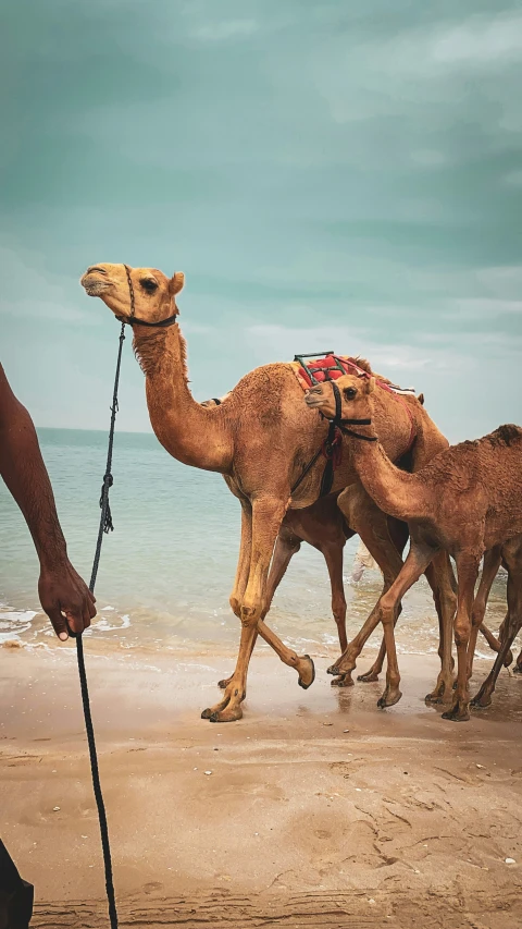 a herd of camels walking down a sandy beach