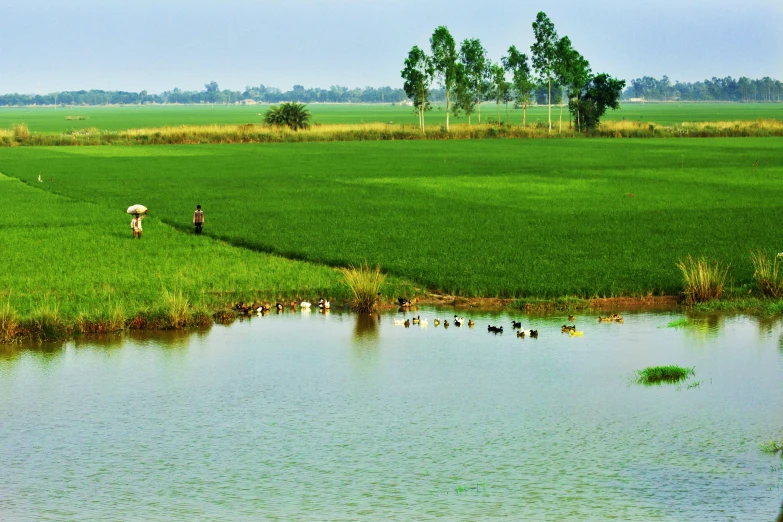 people on the green grass by a pond