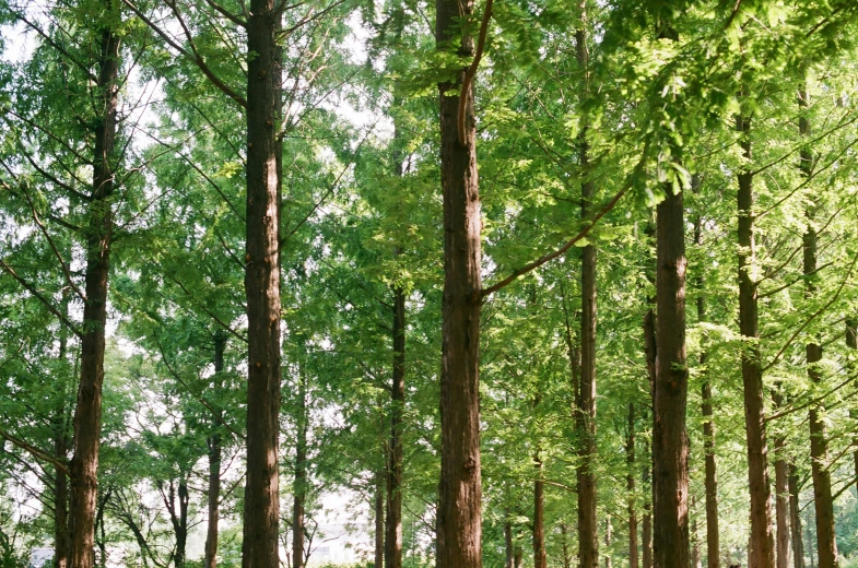 trees and bench in the middle of a large park