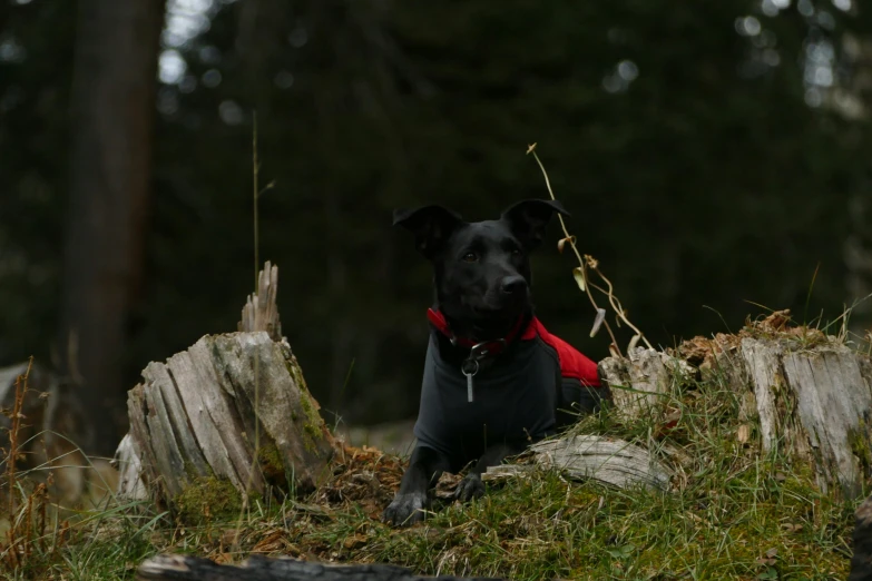 a black dog wearing a jacket is on a log