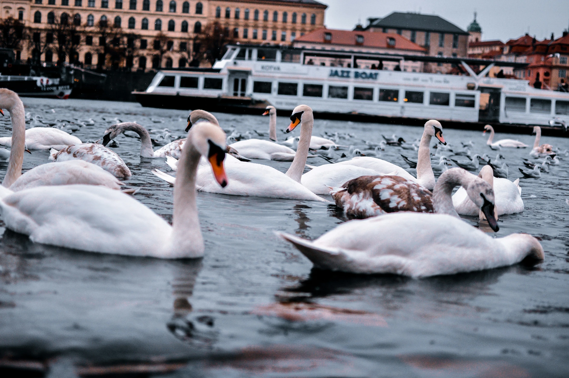 many ducks and swans are swimming in the water