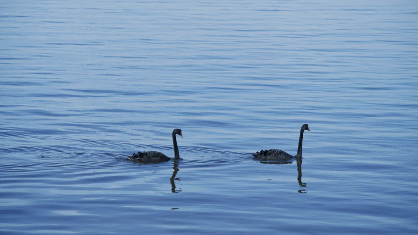 two ducks are swimming in the water together