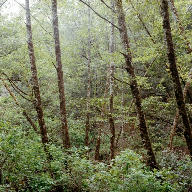 the bench is right in front of some tall trees