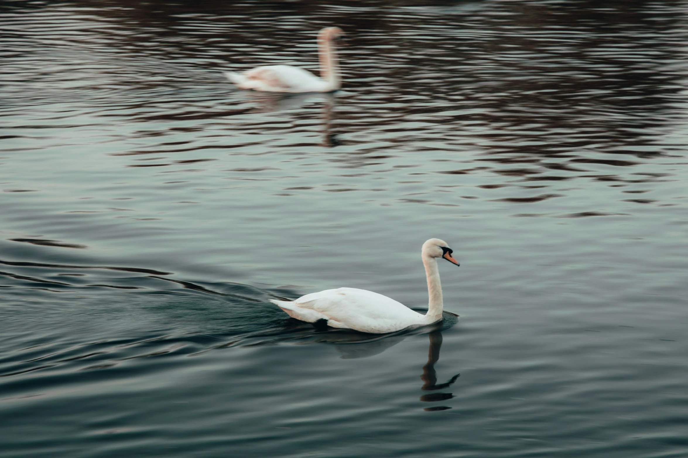 swans swimming in the pond next to each other