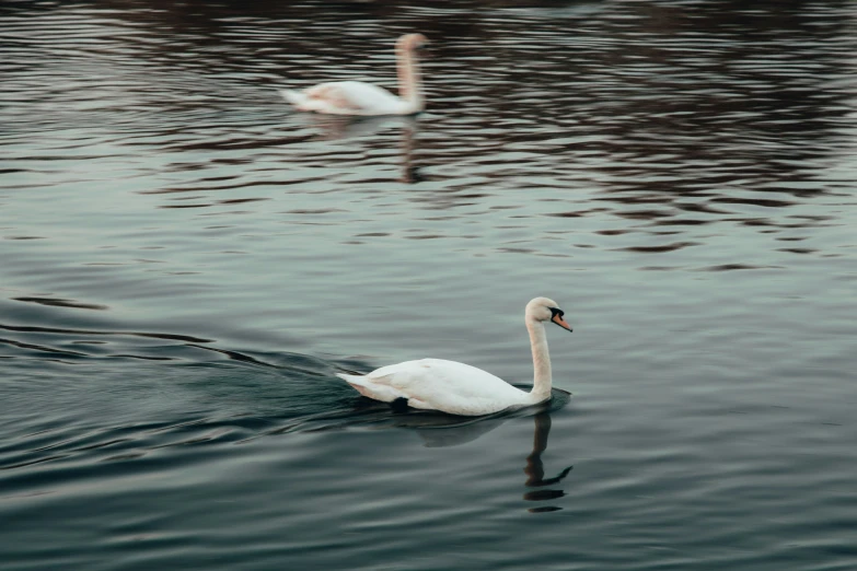 swans swimming in the pond next to each other