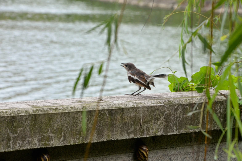 the bird is perched on the ledge next to the water