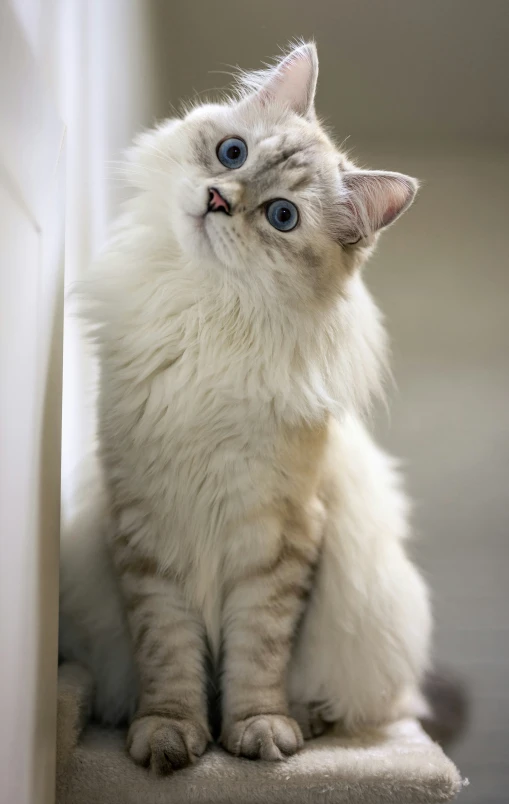 a close up of a cat on a ground with one eye