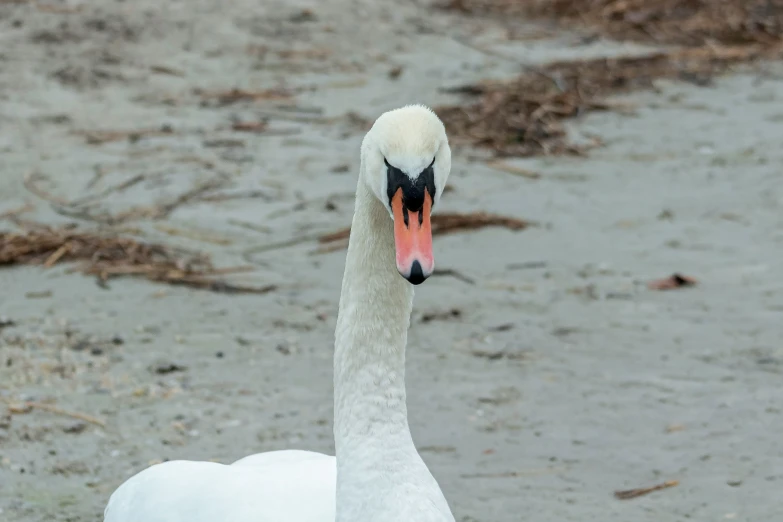 a bird has it's head near its neck and is standing in the sand