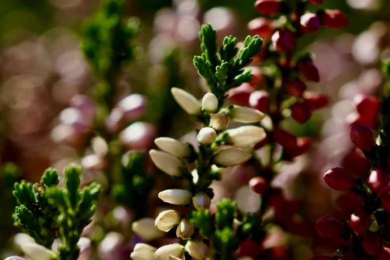 several nches with white flowers are seen in this pograph