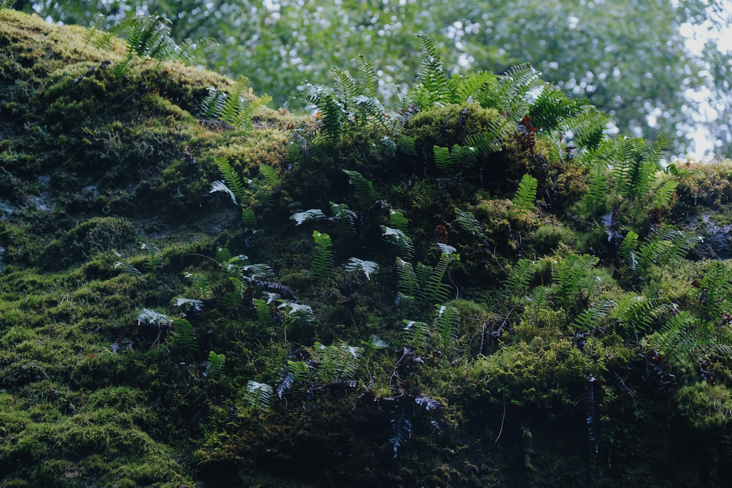 green vegetation covers the sides of a stone outcrop