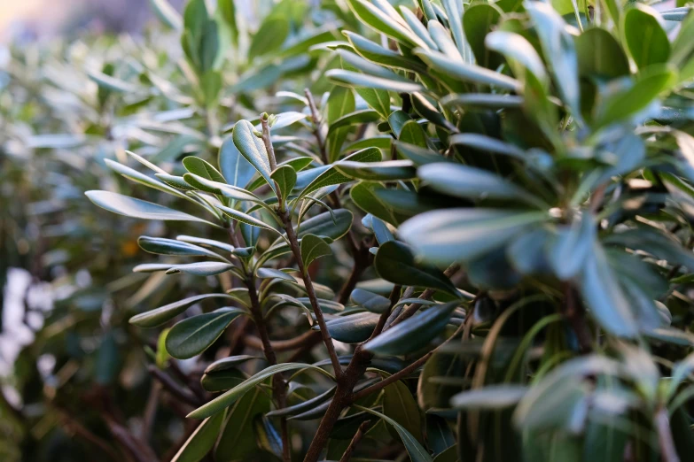 lots of leaves line the top of some bushes