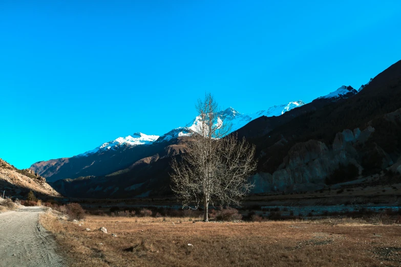 a lone tree stands in a clearing at the base of some mountains