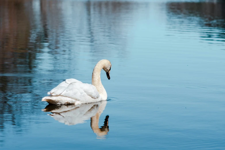 a white swan swimming in some water with its reflection on the ground
