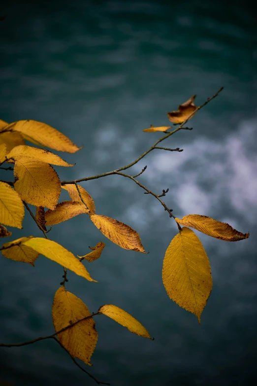 a nch with leaves and water in the background