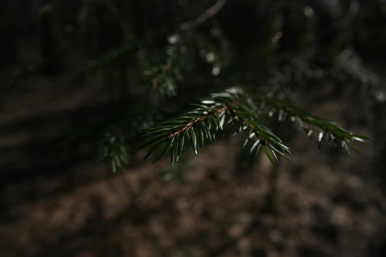 a pine nch is in the dark with some white spots on it