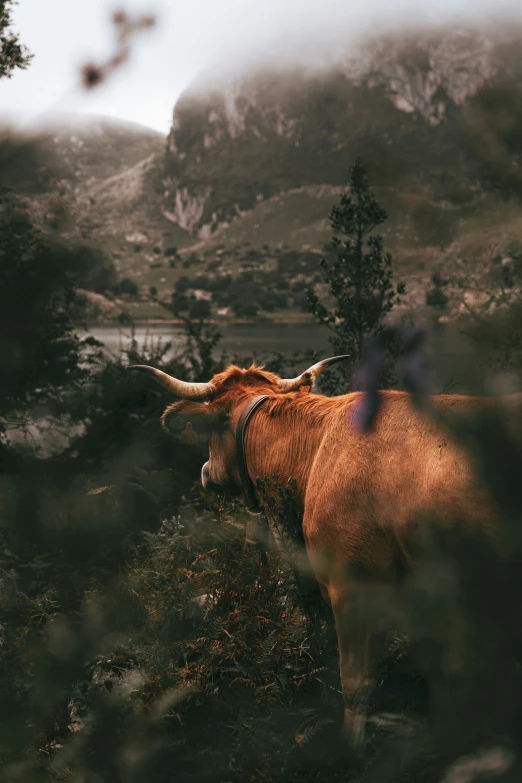 a long horned cow standing on a mountain side