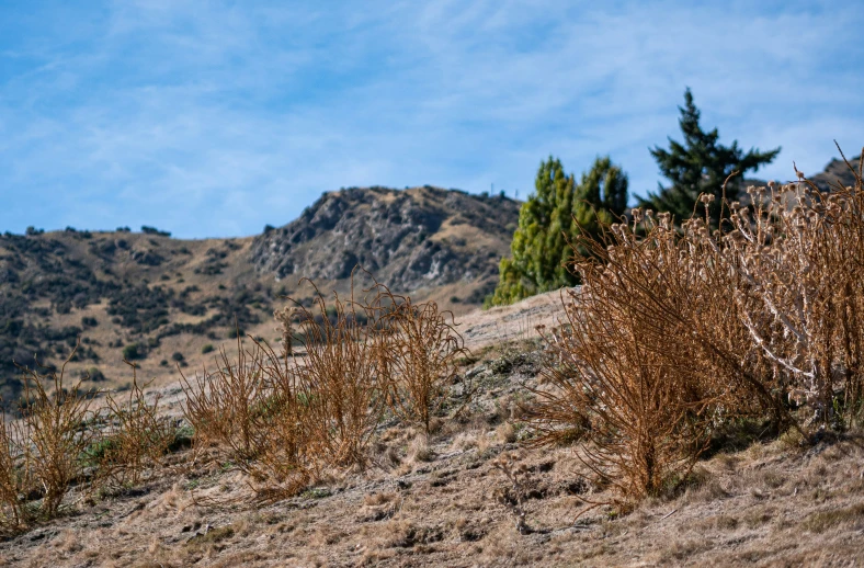 wildflowers line up the side of a hill