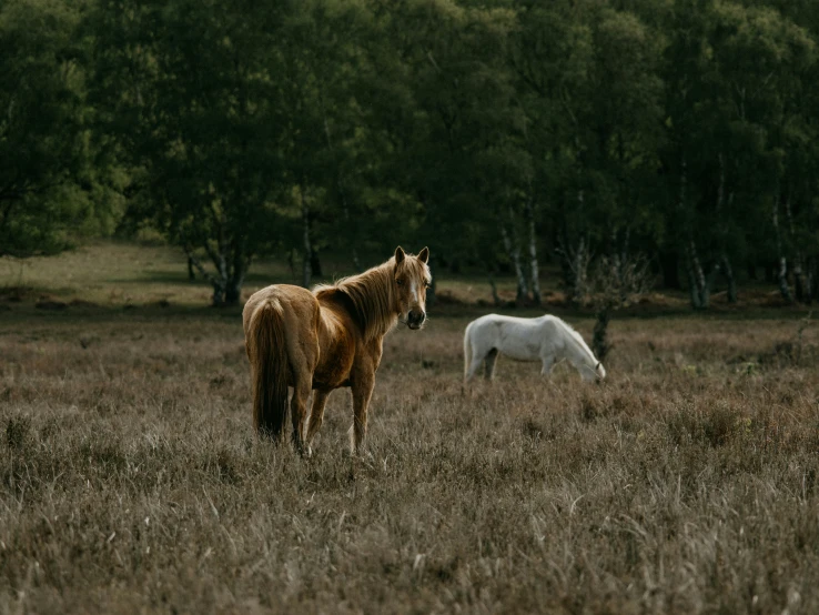 two horses are standing in the grass by some trees