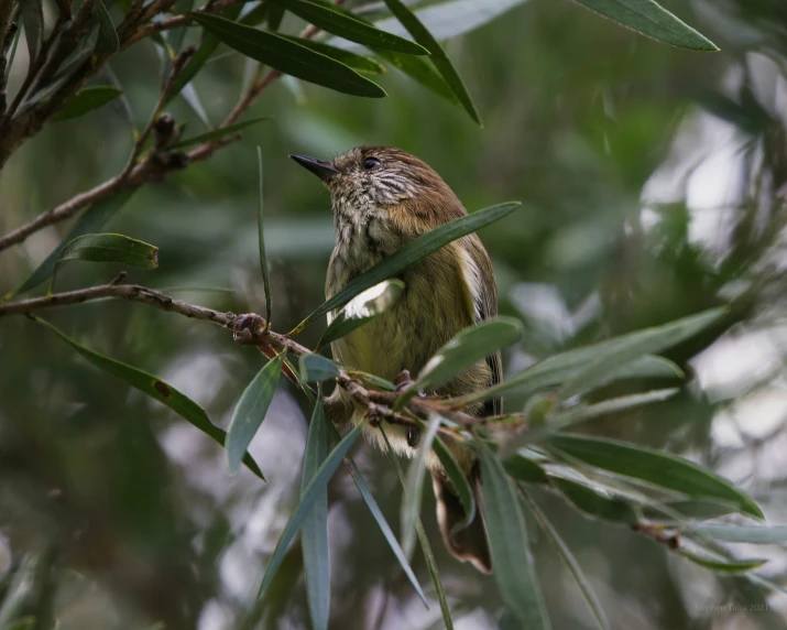 a small bird perched on the nch of a tree