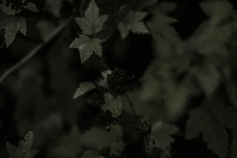 a leaf and flower on a plant in the woods